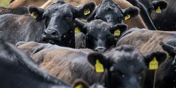 Producción ganadera